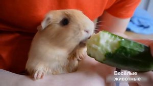 Guinea pigs: funny compilation 2017.