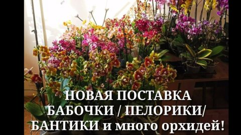 ПРООРХИДЕИ / НОВАЯ ПОСТАВКА ОРХИДЕЙ. Много вкусностей. 6.07.24.