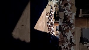 Продаются недорого голубые Синельниково Днепропетровская область