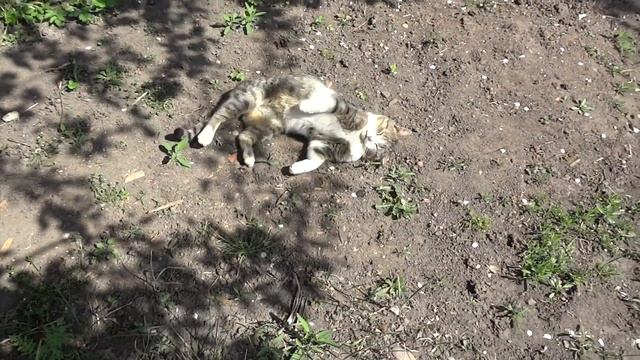 Как сажать картошку! Секрет Посадки!