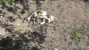 Как сажать картошку! Секрет Посадки!
