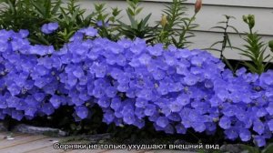 Кампанула садовая многолетняя — посадка и уход