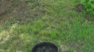 Борьба с личинками майского жука.