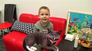 Макс в котокафе играет с кошками развлечения для детей в Перми