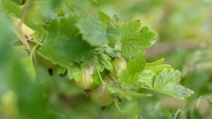 Крыжовник вёдрами собираю после такой подкормки крыжовника весной!
