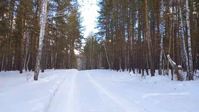 Красота зимнего леса