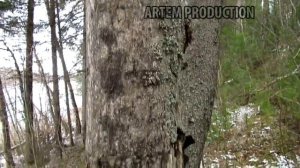 когда грибы растут на деревьях