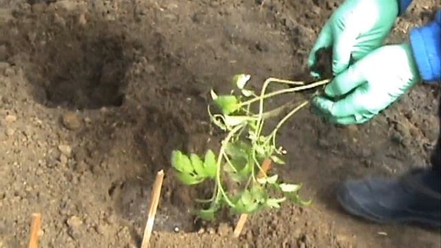 ПОСАДКА ТОМАТОВ В ТЕПЛИЦЕ АПРЕЛЬ 2017 ГОД смотреть онлайн