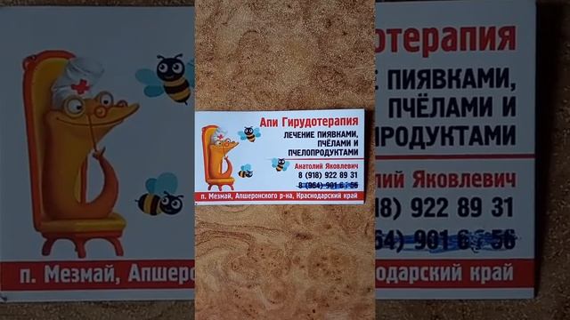 Выращивание пиявки дома, Основы Гирудотерапии. Контакты