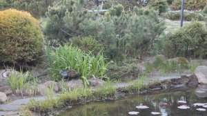 Ландшафтный дизайн. Пруд на даче своими руками!  Хвойники.