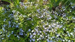 Неприхотливые почвопокровные в  саду.#цветы #сад #почвопокровныерастения #дача #многолетниецветы