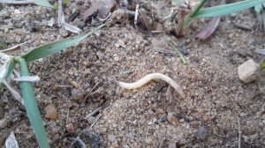 Странный, белый червяк, закапывается в песок.