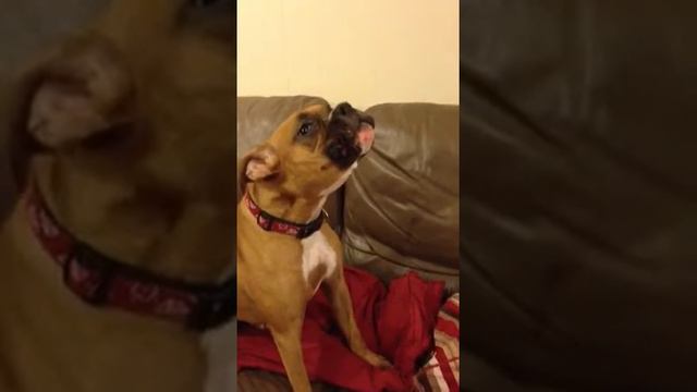 Remi the boxer sings "you are my sunshine" смотреть онлайн