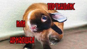 Кривошея (тортиколис) у кролика