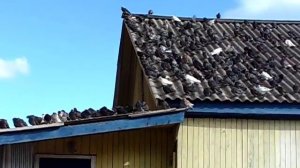 ГОЛУБИ. ЧАЙКА. ПОТРЯСАЮЩЕ. Это надо видеть.. Надвигалась гроза..