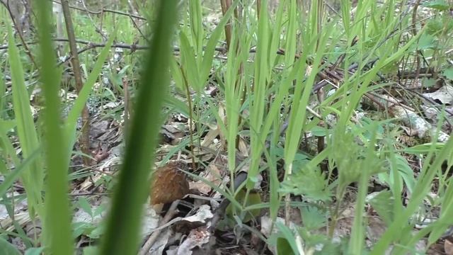 Шапочки - на буграх, а Строчки - вдоль брёвен. "Дневник грибника" 7 мая 2023 года смотреть онлайн