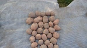 Копаем картошку. Сравниваем 4 сорта.