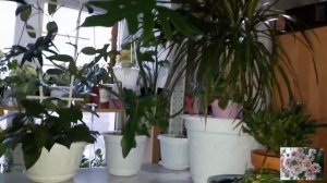 Комнатные цветы.Стеллаж.