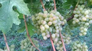 Виноград Тимур, а так же виноград с историей