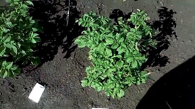 Картофель! Защита Кустов от Колорадского Жука!! Эффективные и Неэффективные Инсектицидные Препараты