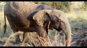 Дикая природа Африки. Танзания #природа #животные #Африка #nature #relax