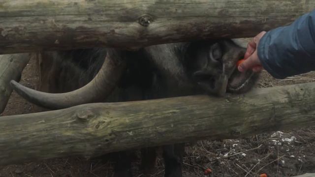 Этнопарк "Кочевник" смотреть онлайн