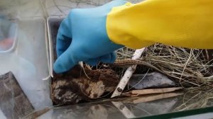 Ящерица ловит сверчка