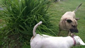 Драка бультерьера с дворняжкой