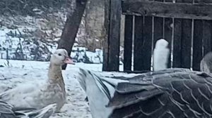 Продаю холмогорский гусей 19.11 2022г.