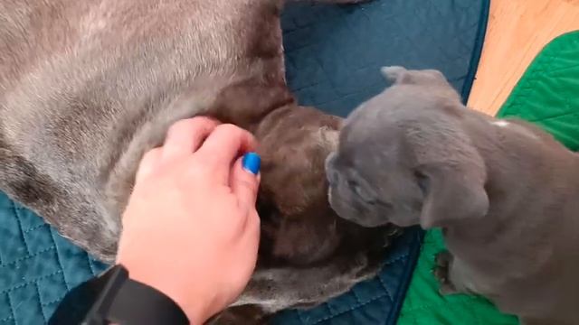 Щенки французского бульдога растут. Вторая глистогонка щенков. смотреть онлайн