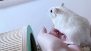 КОГО ЗАВЕСТИ ПЕСЧАНОК ИЛИ КРЫС? ПЛЮСЫ И МИНУСЫ ПЕСЧАНОК