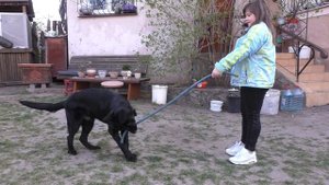 Это КАЙФ! Щенок черной длинношерстной Немецкой овчарки. Puppy of black long haired german shepherd.