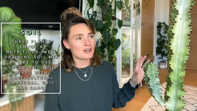 Variegated Euphorbia TIPS + TRICKS ? Complete Care Guide For Euphorbia Variegata