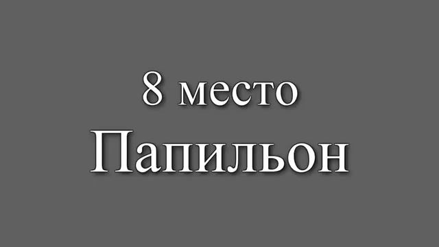 САМЫЕ УМНЫЕ СОБАКИ В МИРЕ 1 ЧАСТЬ смотреть онлайн