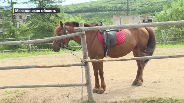 В Магадане бурый медведь на пал на жителей контактного зоопарка смотреть онлайн