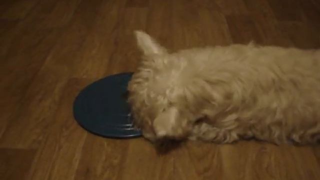 Риф диджей смотреть онлайн