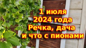 1 июля 2024 года,Берег бабочек, дача и курчавость пионов- вирус или вредитель?