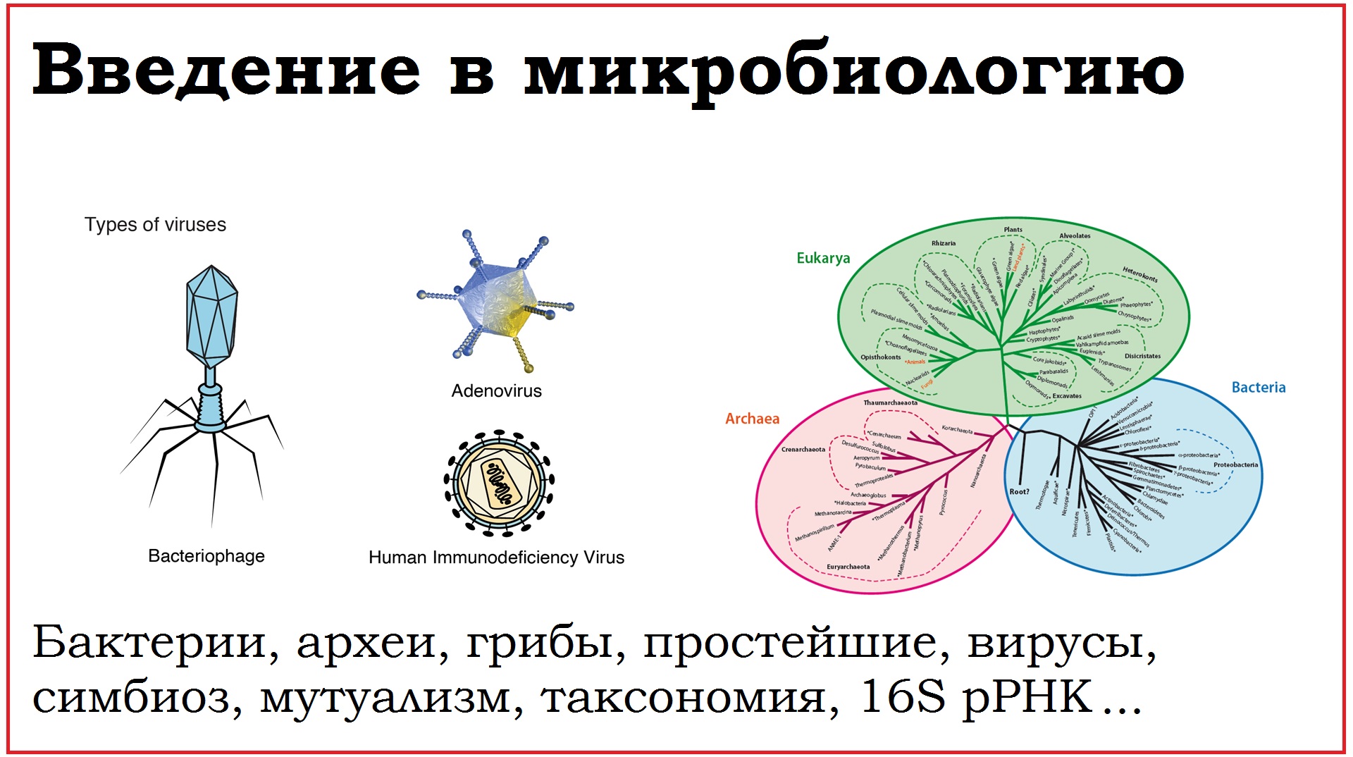 01. Введение в микробиологию и медицинскую микробиологию