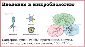 01. Введение в микробиологию и медицинскую микробиологию