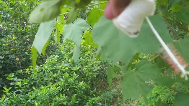 Amazingly facts with Proved. смотреть онлайн