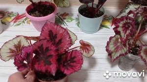 Комнатные цветы. Обзор комнатных цветов по алфавиту буква А и Б. Аллоказии и бегонии.