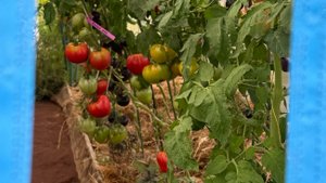 03.08.24 Огородный влог: квашу, стригу, собираю