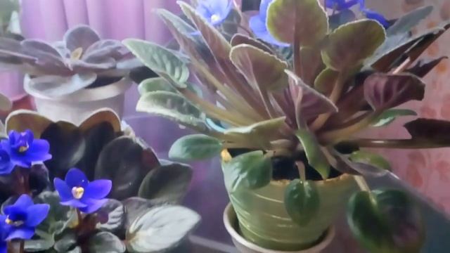 Фиалки в январе 2022 #фиалка #спорт #нематантус смотреть онлайн