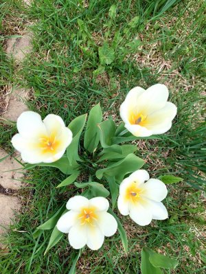 Дача – теплица, цветочки. Первые дачные заботы.