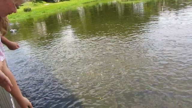 Тайланд. Сомы Людоеды ?Воспоминания. смотреть онлайн