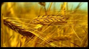 Сибирская Корона