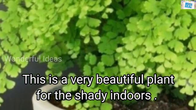 Amazing Low light Indoor Plants with names | Verities of low light House Plants | Wonderful Ideas