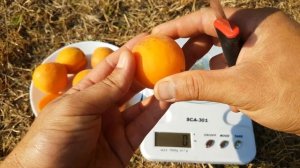 АБРИКОС АЛЬБИНОВА / APRICOT ALBINOVA / СИГНАЛЬНЫЙ УРОЖАЙ