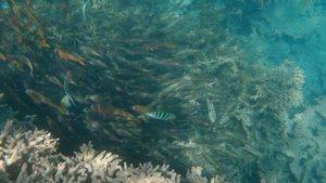 BLUE BAY MARINE PARK - a great day out in Mauritius!