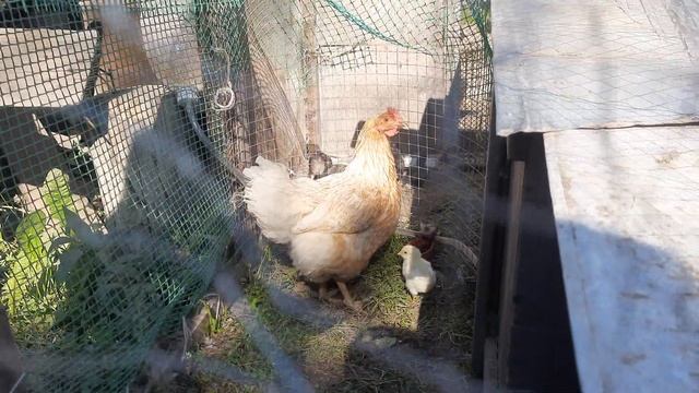 Брама или не брама? смотреть онлайн